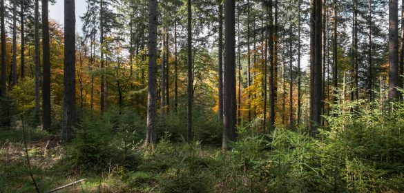 forêt bois énergie